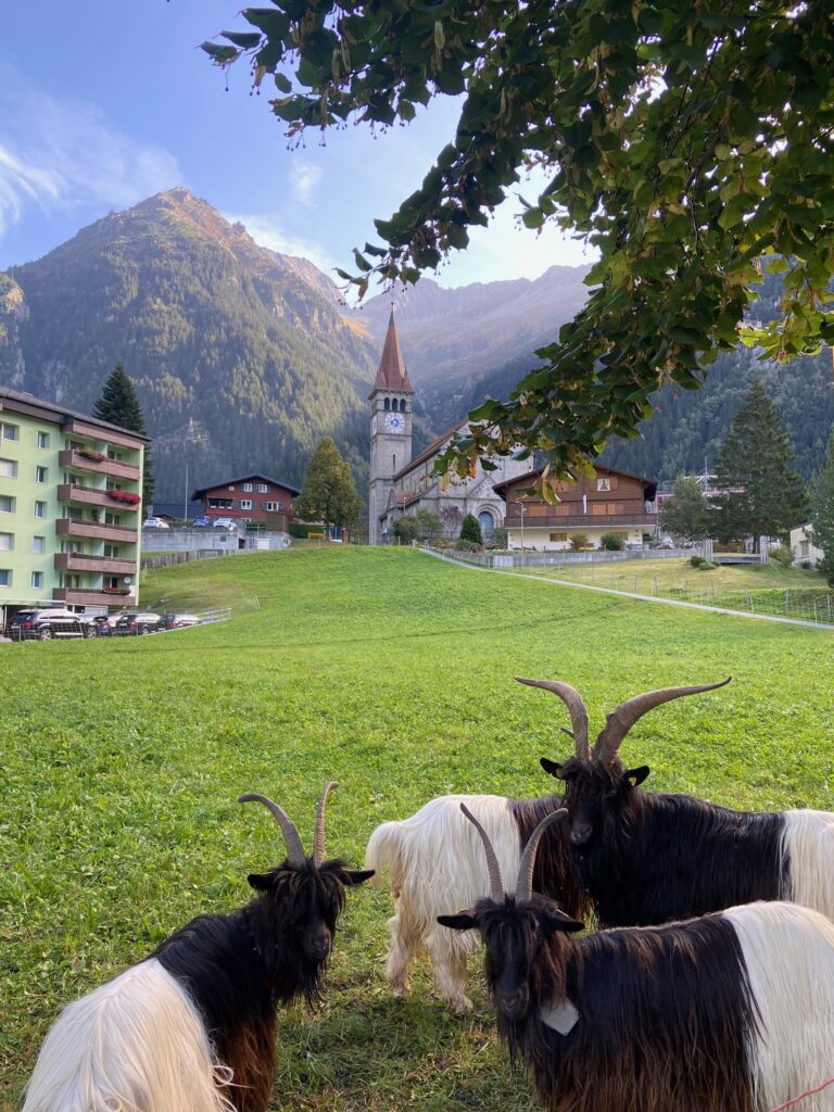 Göschenen mit der Kirche und den Bergen im Hintergrund und drei Ziegen im Vordergrund.